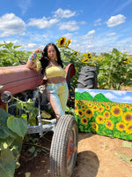 Sunflowers in Guanica