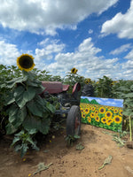 Sunflowers in Guanica